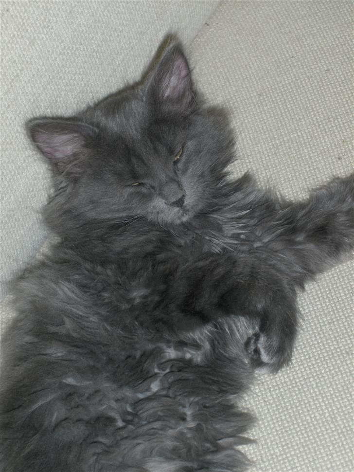 Blanding af racer Malou har fået nyt hjem billede 7