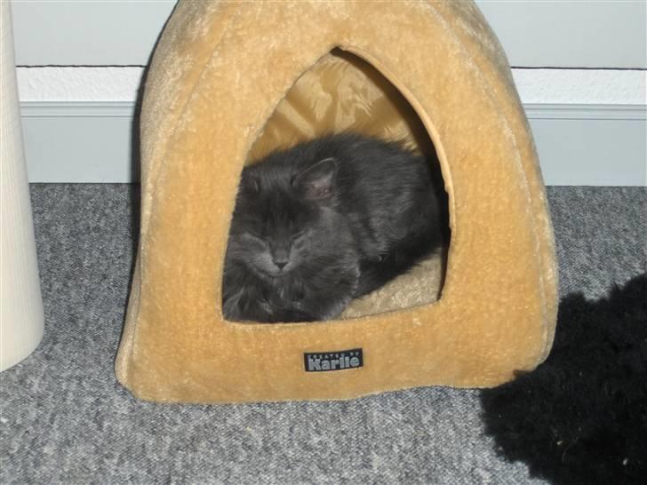 Blanding af racer Malou har fået nyt hjem billede 8