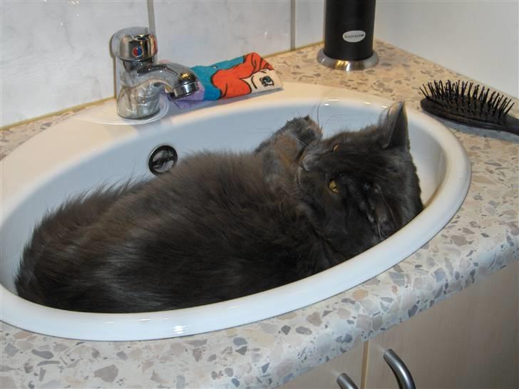 Blanding af racer Malou har fået nyt hjem billede 9