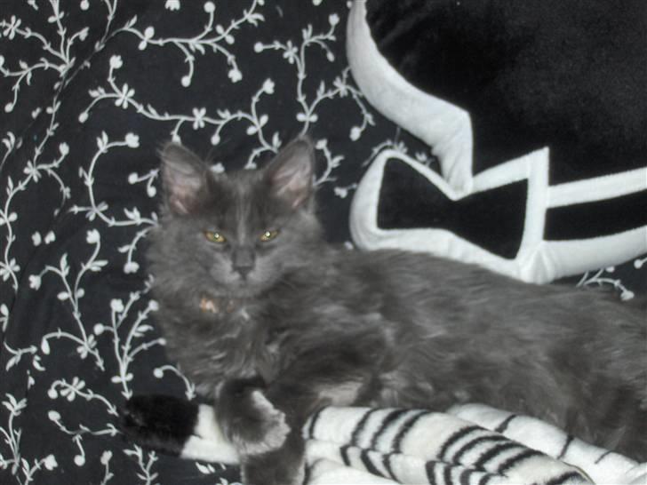 Blanding af racer Malou har fået nyt hjem billede 10