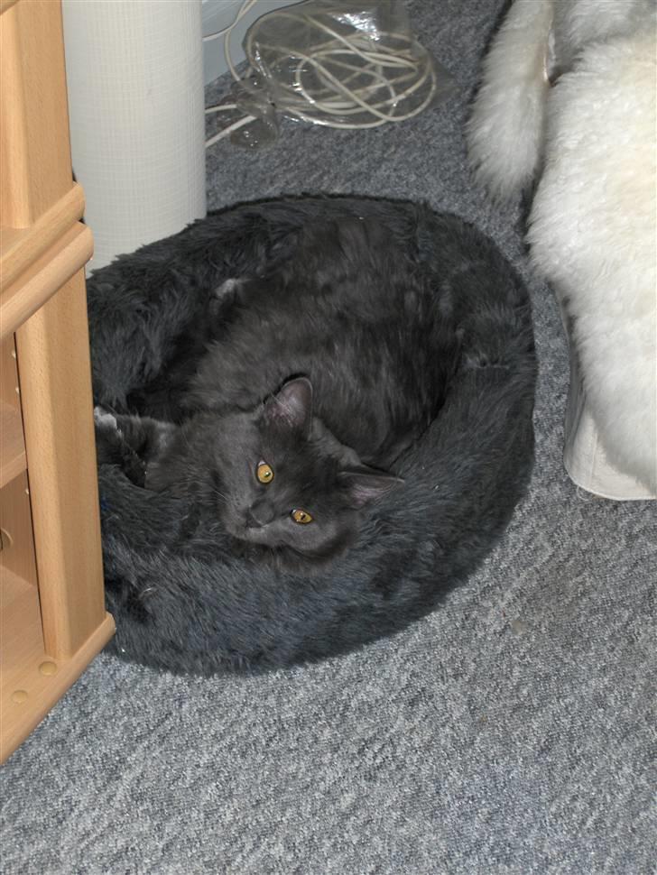 Blanding af racer Malou har fået nyt hjem billede 11