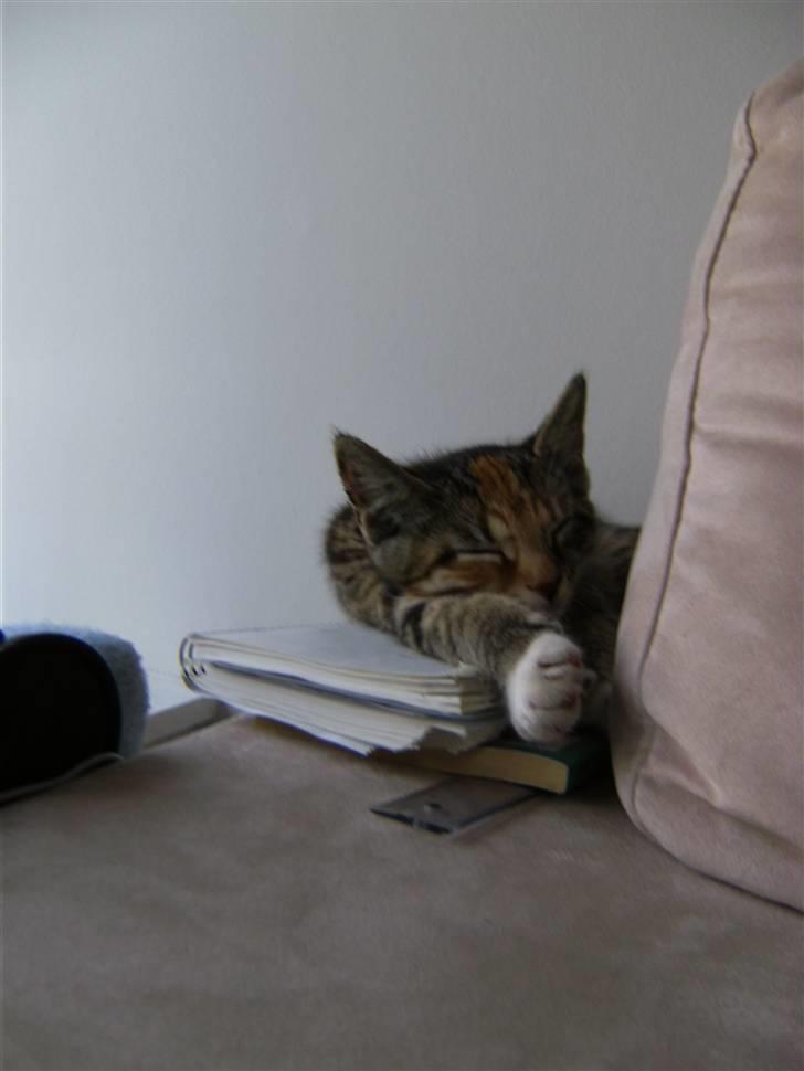 Huskat Mille billede 9