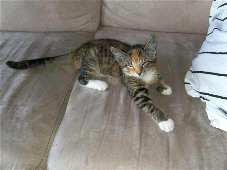 Huskat Mille billede 10