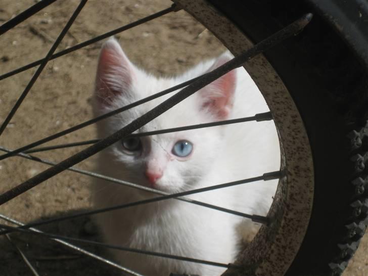 Huskat nala - velkommen til min profil hvis i da kan finde mig. billede 1