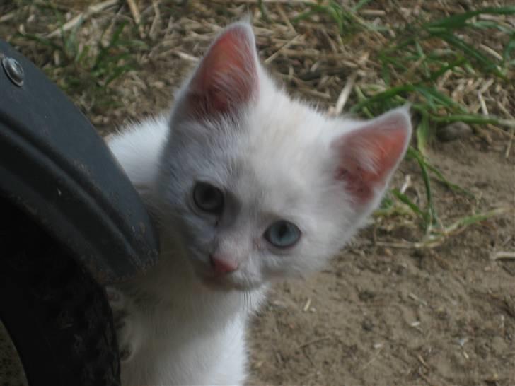 Huskat nala - her er jeg var det bedre?? hehe billede 2