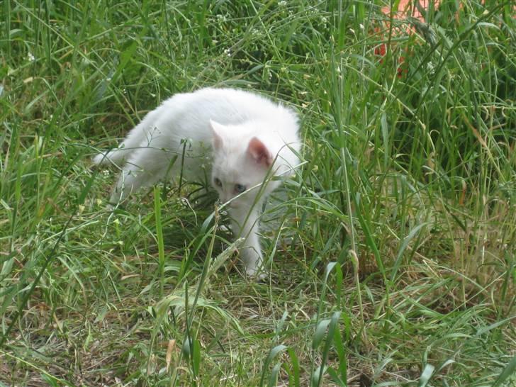 Huskat nala billede 3