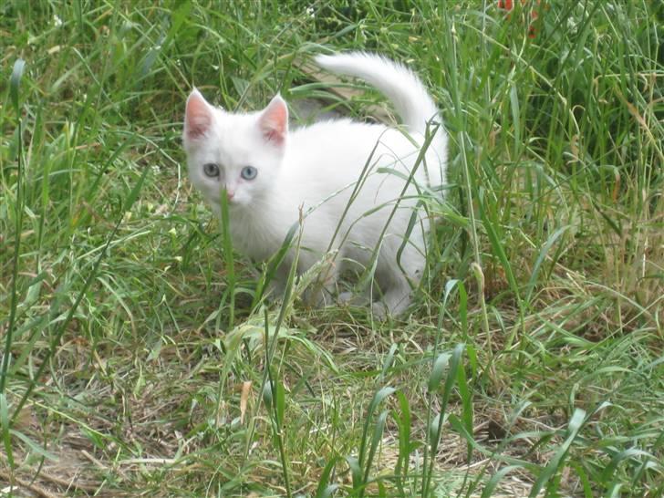 Huskat nala billede 4