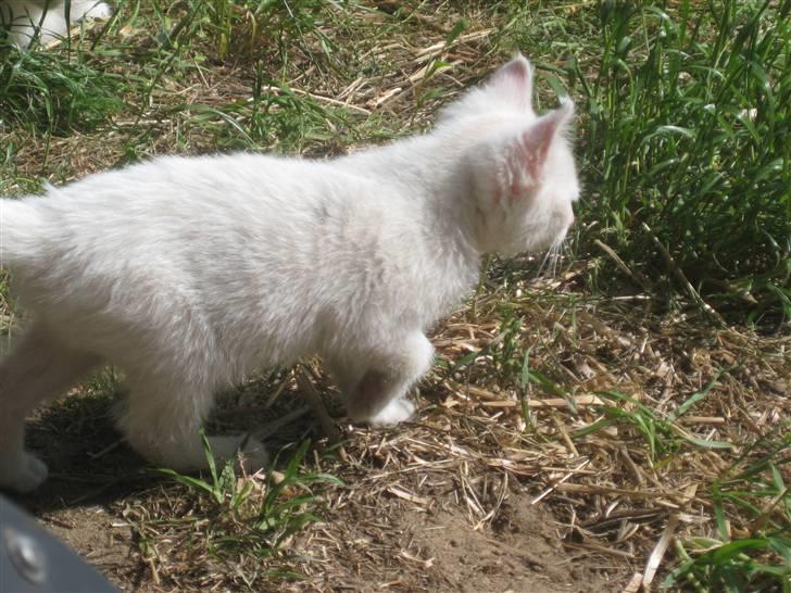 Huskat nala billede 5