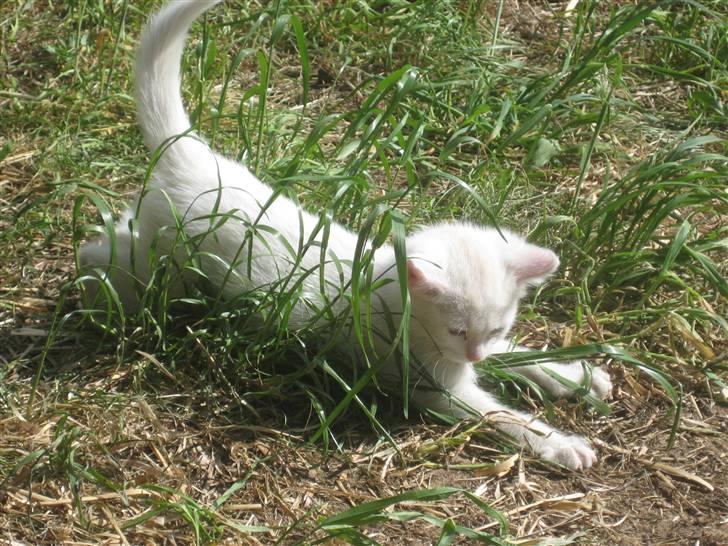 Huskat nala billede 6