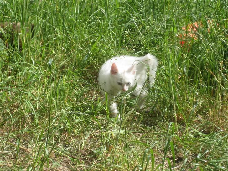 Huskat nala billede 7