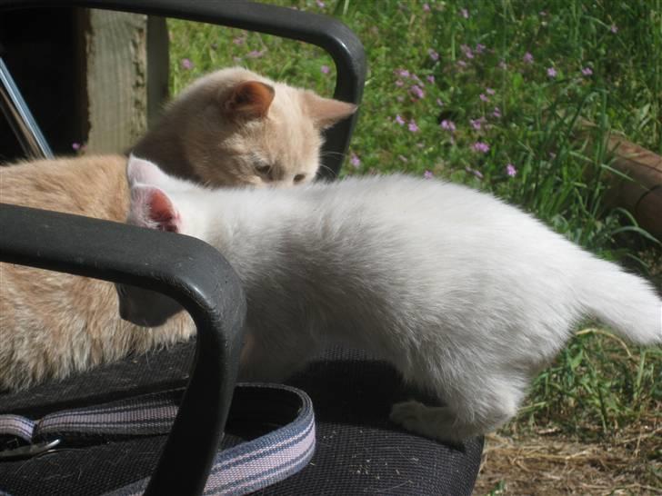 Huskat nala - har fundet dig store bror billede 8