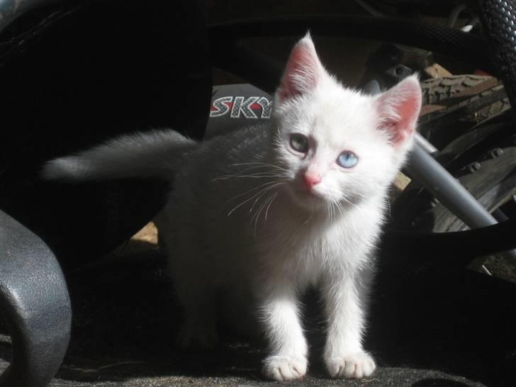 Huskat nala billede 9