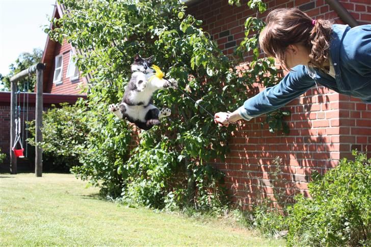 Huskat Herman - 14/06-09 - Wuheeeee, Giv mig den, jeg skal nok få fat i den *S* billede 14