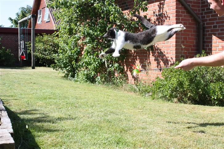Huskat Herman - 14/06-09 - Jeg kan også lave ninja spark i luften, men har stadig ikke fanget legetøjet *S* billede 15