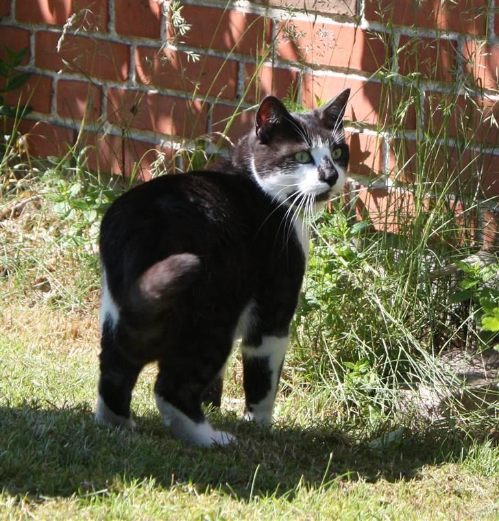 Huskat Herman - 14/06-09 - Hvor blev mor af med det legetøj ? Flere billeder af hans ninja hop, kan ses i foto album :) billede 16