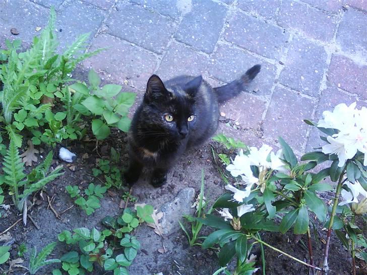 Blanding af racer Bandit(død) billede 14