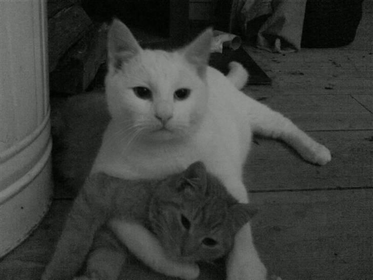 Blanding af racer Nisse :] - Velkommen til Nisse´s profil ! :) billede 1