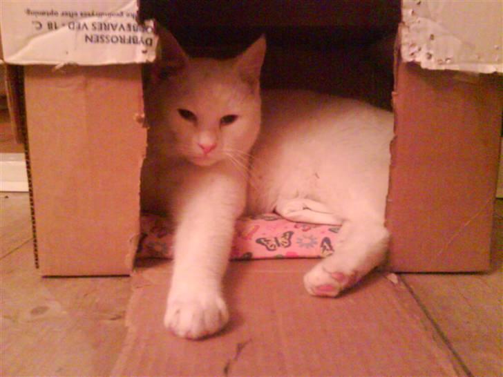 Blanding af racer Nisse :] - Titte bøøh !  billede 2