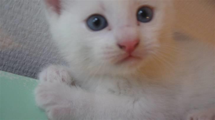 Blanding af racer Nisse :] - Da han var killing, <3 billede 3