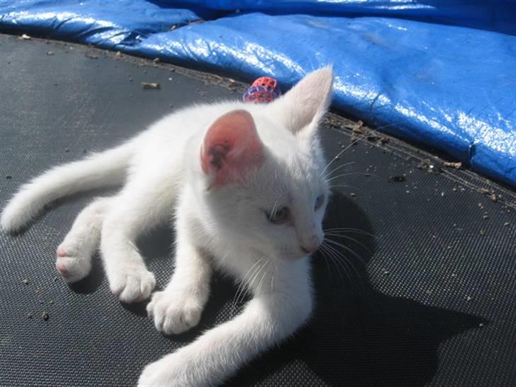 Blanding af racer Nisse :] - Da han var ungkat..Han havde laange arme og stoore poter ! :D billede 4