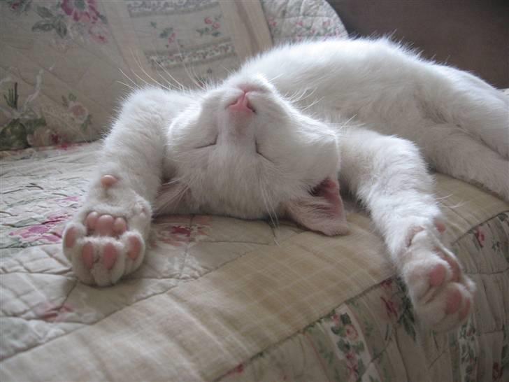 Blanding af racer Nisse :] - Nurrggh.. :) billede 5