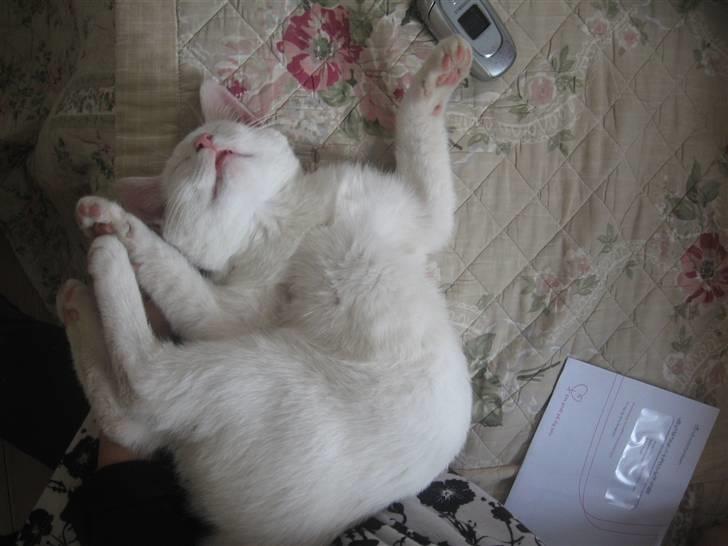 Blanding af racer Nisse :] - :) billede 6