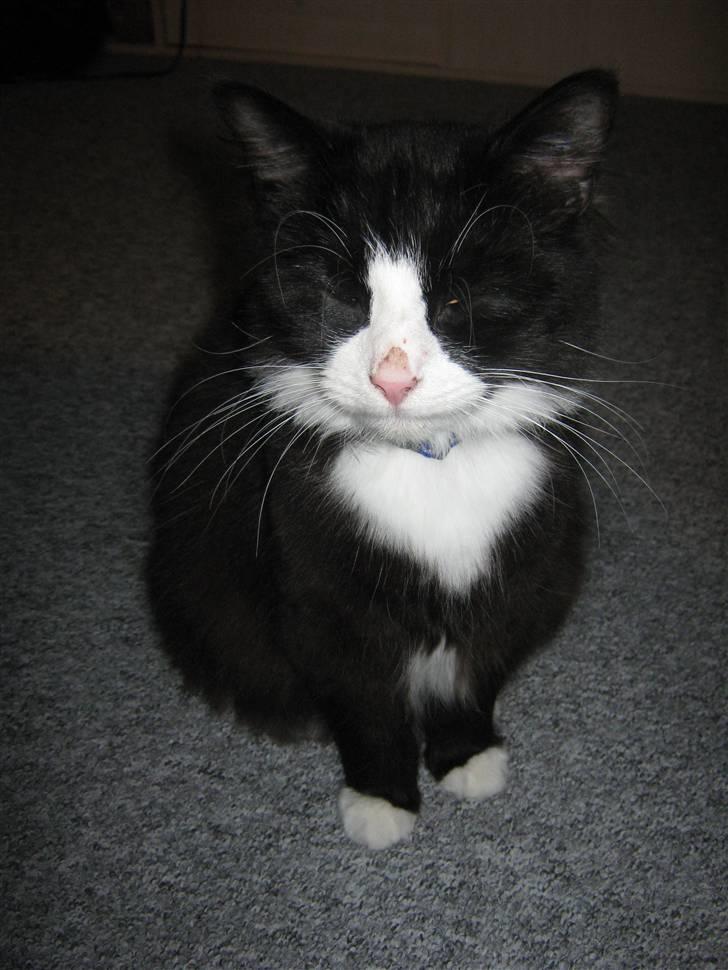 Blanding af racer <3 Miv <3 - # 12. Er jeg ikke fin.. Taget d. 20/4-2009 billede 12