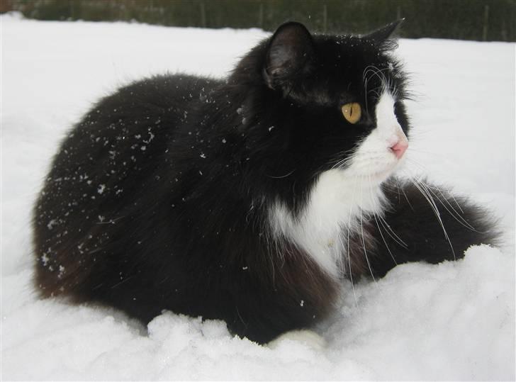 Blanding af racer <3 Miv <3 - # 13. Her ligger man jo godt, med udsigt til hestene.. Taget d. 15/2-2010 billede 13