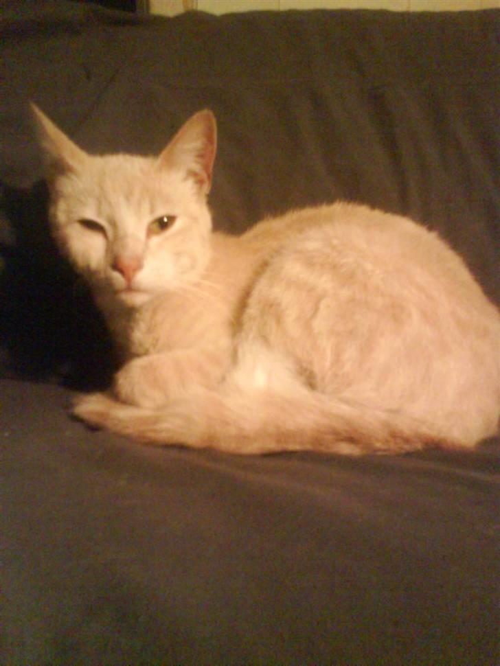 Huskat kirby :) billede 13