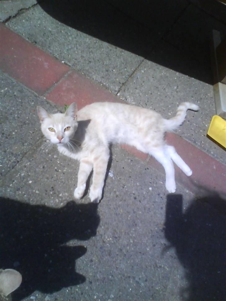 Huskat kirby :) - køneste øjne  billede 14