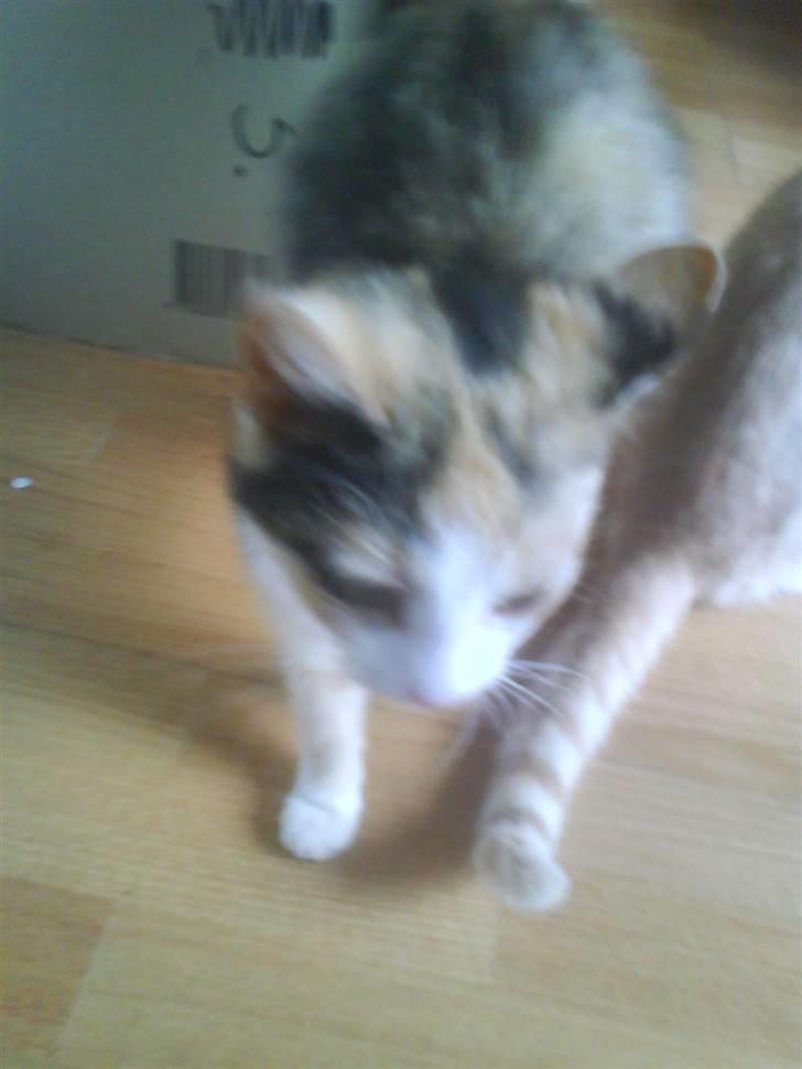 Huskat mille:) billede 15