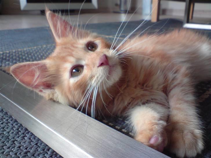 Maine Coon Chinaco - Chinaco blev altså lidt træt efter at have leget i mere end en time. (:  (14 uger gammel) billede 8