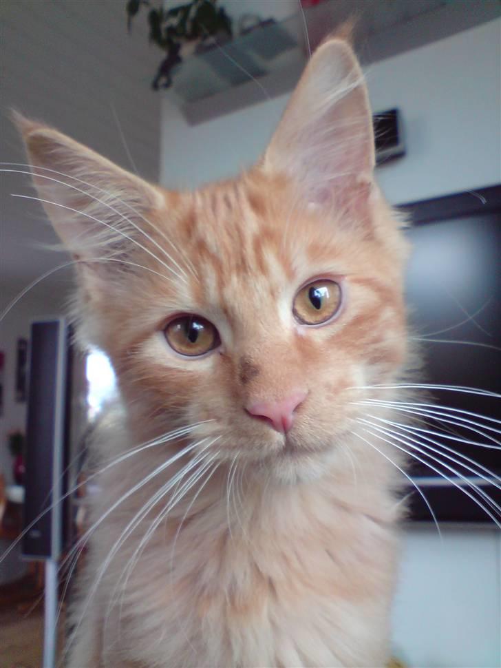 Maine Coon Chinaco - ´Hvad er det dog for en mærkelig tingest hun peger i mod mig?´ billede 9