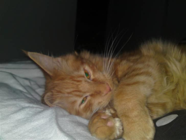 Maine Coon Chinaco - ´Jeg fik lige lov til at putte sammen med min mor under dynen, det elsker jeg´ <33 billede 10