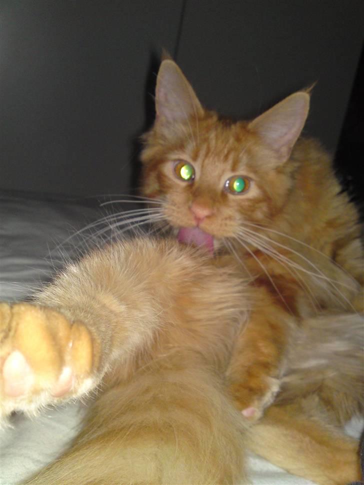 Maine Coon Chinaco - ´Lidt gymnastik skal der til´ ;) billede 11