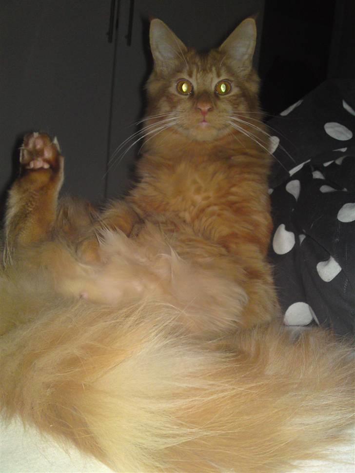 Maine Coon Chinaco - En uderlig stilling Chinaco blev siddende i ;) billede 12