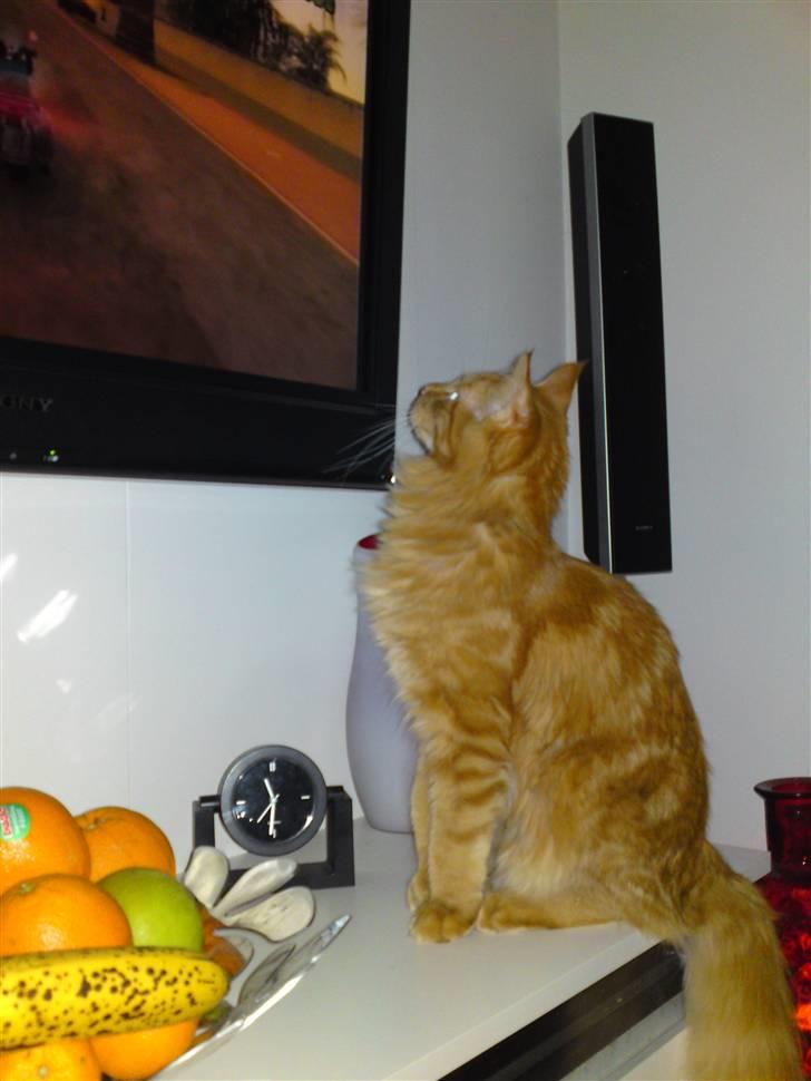 Maine Coon Chinaco - ´Skal jeg lige hjælpe dig med at spille Playstation, far?´ billede 13