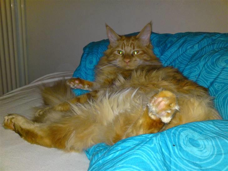 Maine Coon Chinaco - *Puh, man bliver da vist lidt tyk af al den forkælelse og gode mad min mor giver mig´ (8 kg pt. juni 09) billede 14
