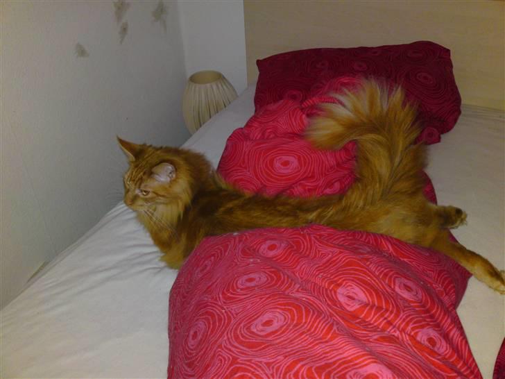 Maine Coon Chinaco - ´Jeg var lige ved at fange Scarlet, men pludselig kom jeg ikke længere og landede med bagbenen strakte´ :D billede 15