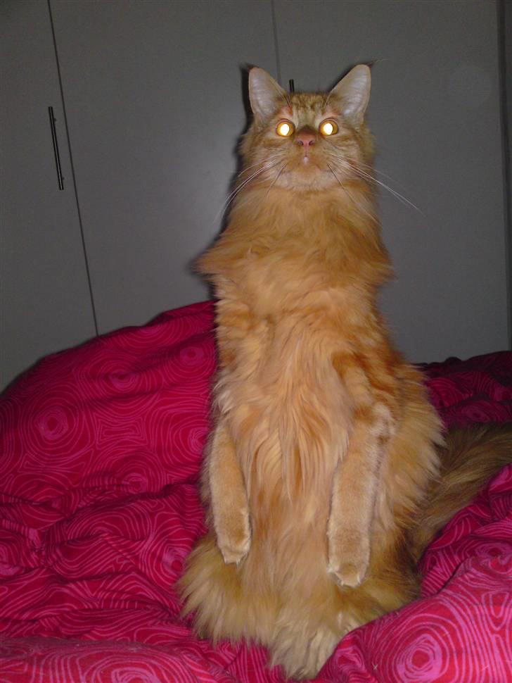 Maine Coon Chinaco - Chinaco i fuld færd med at kigge på duen der fløj forbi kælderviduet, men han kunne ikke helt nå op og se den ;) billede 16