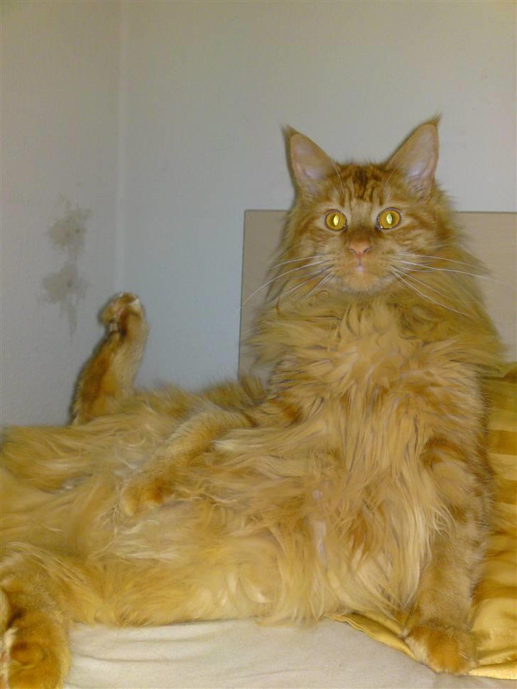 Maine Coon Chinaco - Chinaco i en endnu mærkelig stilling :D billede 17