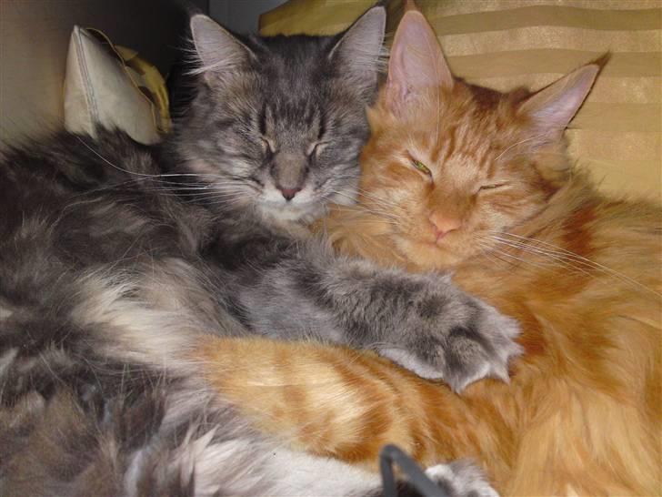Maine Coon Chinaco - Åhh, Chinaco og Scarlet elsker bare hinanden. De er rigtige kærester. <333 billede 18