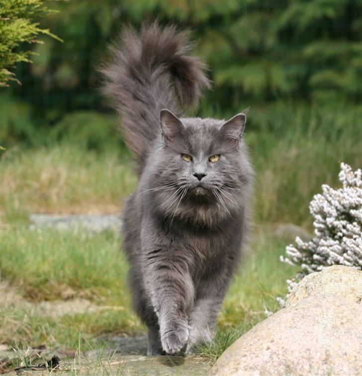 Maine Coon Chinaco - Det her i Chinacos far. (Wytopitlock Hillbilly Willy - Meserve.dk) billede 19