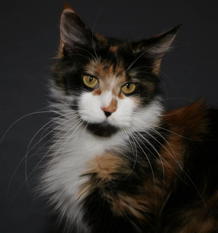 Maine Coon Chinaco - Det her i Chinacos mor. (Escape´s Zaidee - Meserve.dk) billede 20