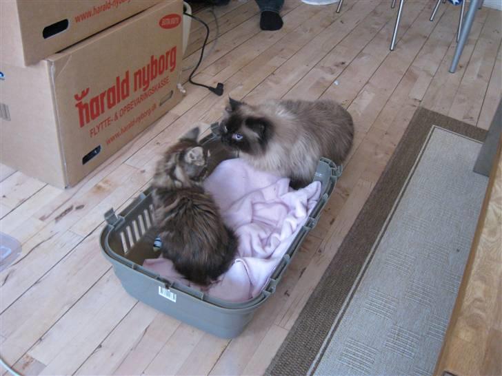 Maine Coon Itai/Chevy. - Første møde mellem Loui og Chevy. billede 9