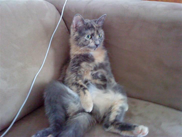 Huskat Futte billede 13