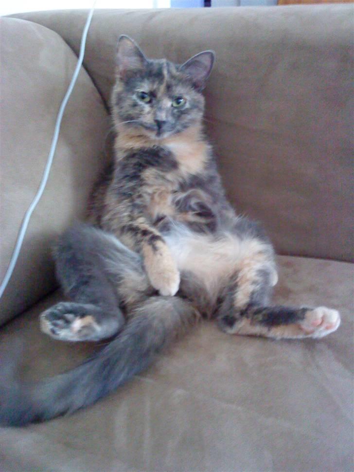 Huskat Futte billede 14