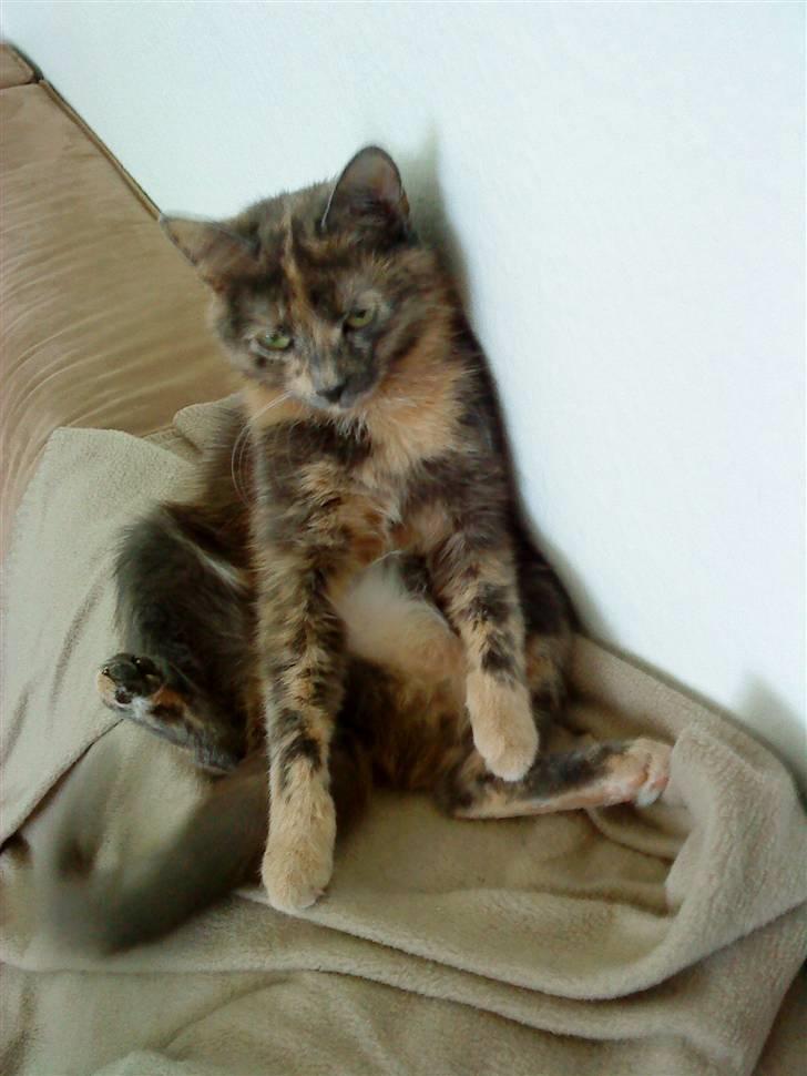 Huskat Futte billede 15