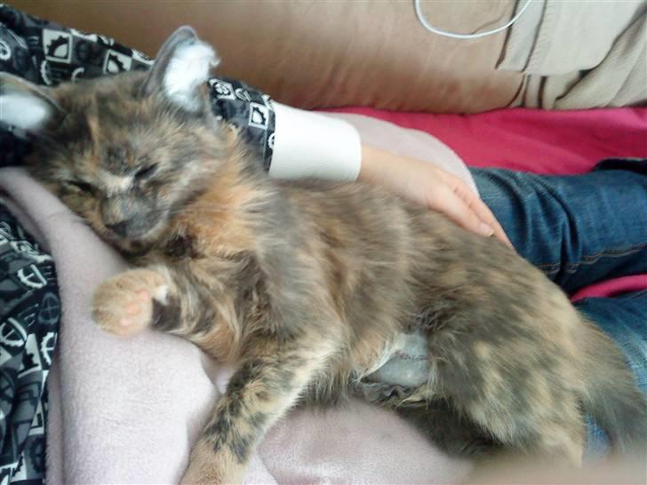 Huskat Futte billede 16