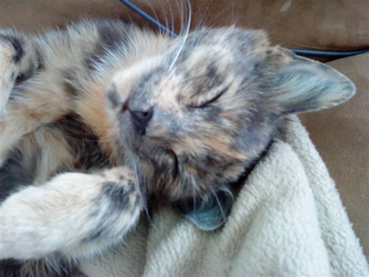 Huskat Futte billede 17